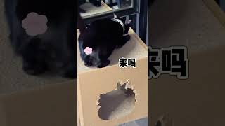 【家有猫三宝】 情商太高了，感觉我被拿捏啦#萌宠成精了 #猫 #cat #pets #funny