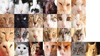 猫の日25匹のねこお顔　230222