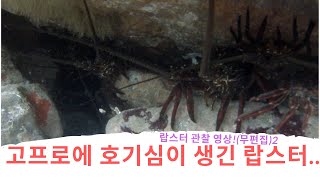 고프로에 호기심이 생긴 랍스터 관찰 영상 #작살난다 #스피어피싱 #Spearfishing #작살낚시 #다이빙 #뉴질랜드 #호주