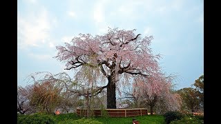 春の京都　祇園の八坂神社から丸山公園の枝垂れ桜まで