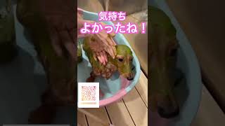 ハーブパックにトリミング！おすすめドッグサロン天使の森！