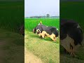 best funny cow funny comedy viralvideo video shortvideo shorts cow