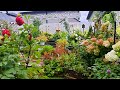 Walk with me | Morning Relaxing Garden Tour #garden #gardentour #gardening #flowergarden #flowers