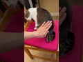 Patting the butt😳拍小猫咪屁股 #funny #catvideos #pets #cat