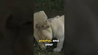 18.About Cute beauty #labrador #dog #love #shorts #trending #youtubeshorts #viral #video #india