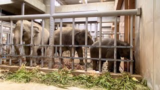 ぞうのうららちゃんが一番乗りでご飯をパクパク食べました😊💕　Baby elephant is eating dinner 😍　#shorts #animals #zoo#象#東山動植物園