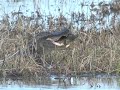 alligator eating turtle