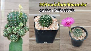 Lobivia Cactus Propagation by Offsets