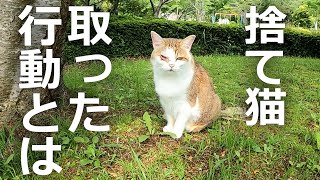 虐待があった公園で野良猫のとった行動が何と…