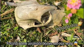 Found animals bones in jungle 😱| Picnic day in Assam | Boating in river