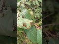 birds pull leaves to make nests