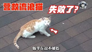 流浪猫赖在屋顶不走，以为天上会掉“美食”，还差点抓伤兽医