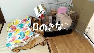 【うさぎ生活】きなこさんの寝床【Rabbit in japan】