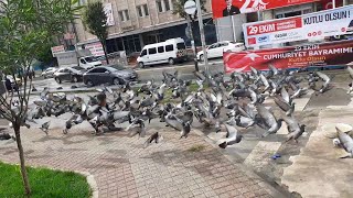 Yabani Güvercin Arasında Kaçak Yakaladım.  ( Mardin Paçalı Mavi )