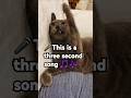 This is a three second song #fyp #trandinfg #funny #catshorts #kiwi&Leo #고양이 #cat