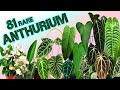 81 ANTHURIUM SPECIES | HERB STORIES