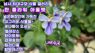 남사 최대규모 식물 갤러리#한플라워아울렛 넓은매장안에 가득찬 식물들 시원한곳으로  꽃나들이 오세요#엘레강스#함박쟈스민#나비수국#화이트링#겹채송화#아가판서스#칼라디움#유칼립투스~