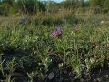 Keep Texas Wild: Edwards Plateau