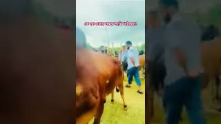 গরুর লাথি মারার কারনে একি হয়ে গেলো! #গরু #লাথি #cow #video #ytstudio #shorts