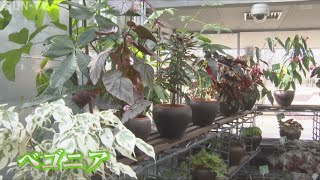 花も葉も美しい　県立フラワーセンターでベゴニア展