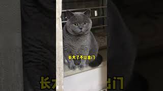 小时候不让出门，说外面有，长大了不让出门，说外面有… #蓝猫日常 #沙雕猫咪的日常 #蓝胖子