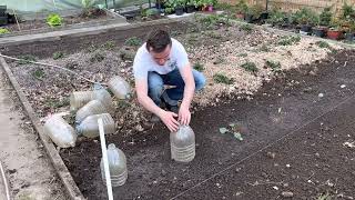 Le potager en avril: préparation du sol et repiquage des choux rouges