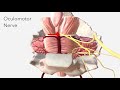 basilar artery anatomy branches u0026 relations