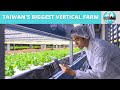 Taiwan’s Biggest Vertical Farm | Feature, Jan. 27, 2022 | Taiwan Insider on RTI