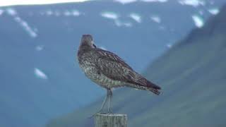 Whimbrel calling on territory, northern Iceland 2011