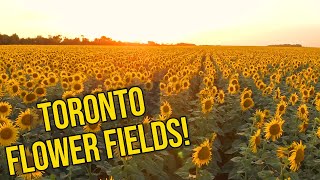 Best And Prettiest Flower Fields Near Toronto