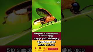 മിന്നാമിനുങ്ങിന്റെ മിന്നും രഹസ്യം || Firefly || lightning bugs || Yathraa