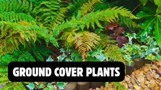 Low-Maintenance ground cover plants for your Tropical Garden 🌿🌱