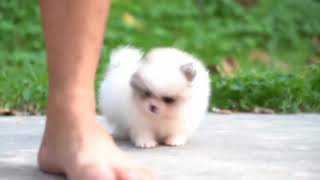 Micro teacup super tiny miniature Pomeranian puppy