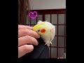 何かを訴えたいオカメインコ オカメインコ cockatiel