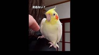 何かを訴えたいオカメインコ #オカメインコ #cockatiel