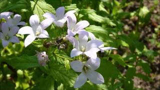 2011.8.5瑞穂の里と森　Mizuho Asahikawa,Hokkaido