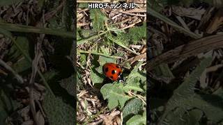 秋元気てんとう虫2023年10月cheerful ladybug autumn japan#youtubeshorts