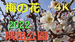 Hear the footsteps of spring - - - Plum blossoms [2022] 4K Sumida Park, Tokyo