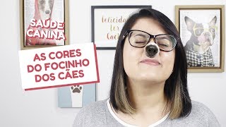 Causas da despigmentação do focinho dos cães