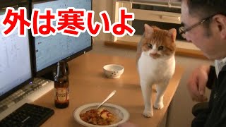 猫と一緒にご飯を食べる動画「オムライス」オイオイの寒さ対策の様子