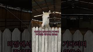 밤새 보고싶었던 엄마를 아침마다 눈빠지게 주차장을 내다보며 기다리는 말horse #stable #horselover #equestrian