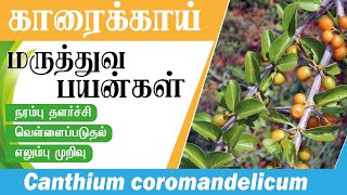 காரைக்காய் | Karaikai| Canthium coromandelicum | Plants | Botany | Atrangarai