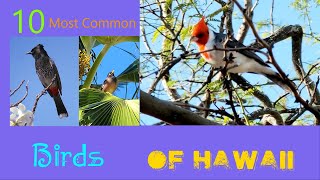 The 10 most common Birds of Hawaii