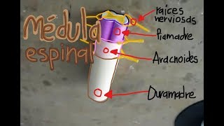 Médula Espinal maqueta (Model Spinal Cord)