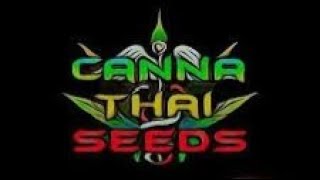 AGP: Interview with CANNA THAI SEEDS