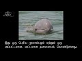 இர்ராவடி டால்பின்கள் irrawaddy dolphins