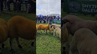 Sheep. Ardara Agricultural and Industrial Show 2024, Ardara, Co. Donegal, Ireland #Ardarashow