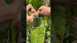 perjuangan mencari lumut untuk memperindah bahan bonsai ficus loa  #bonsai #bonsailovers #bonsaitree