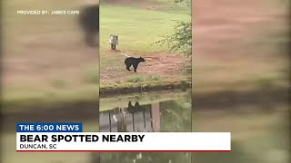 “Couldn’t believe it”: Bear spotted in Duncan