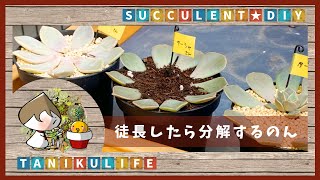 【多肉植物】胴切り・葉挿しで増やしちゃうんだぜぇ【succulent】